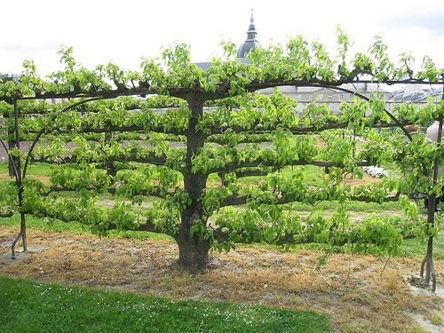 3373ce97414d051ed86b8570ef11b90e--espalier-fruit-trees-fruit-garden